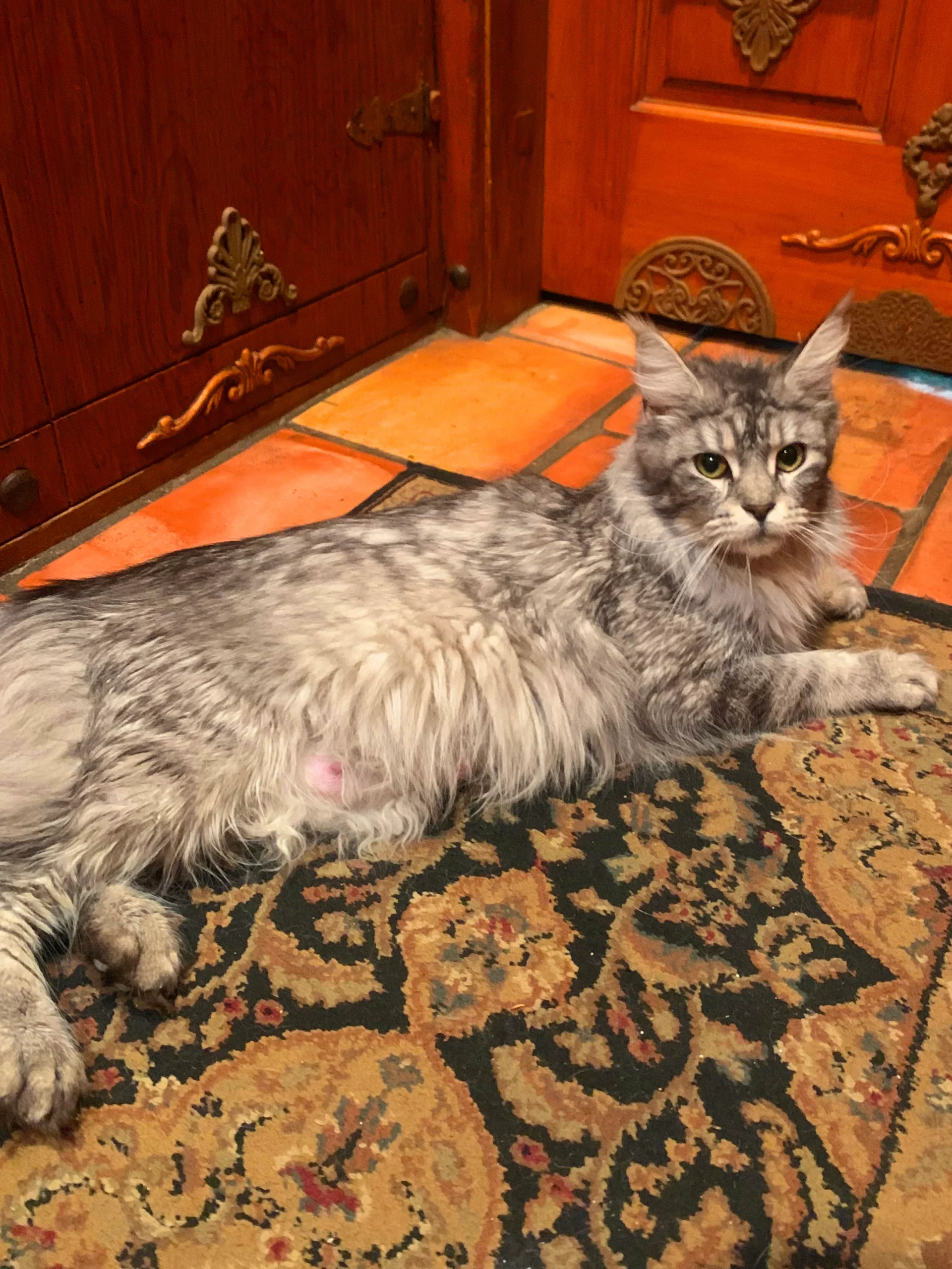 Belka Adult Silver Spotted Female Maine Coon Cat