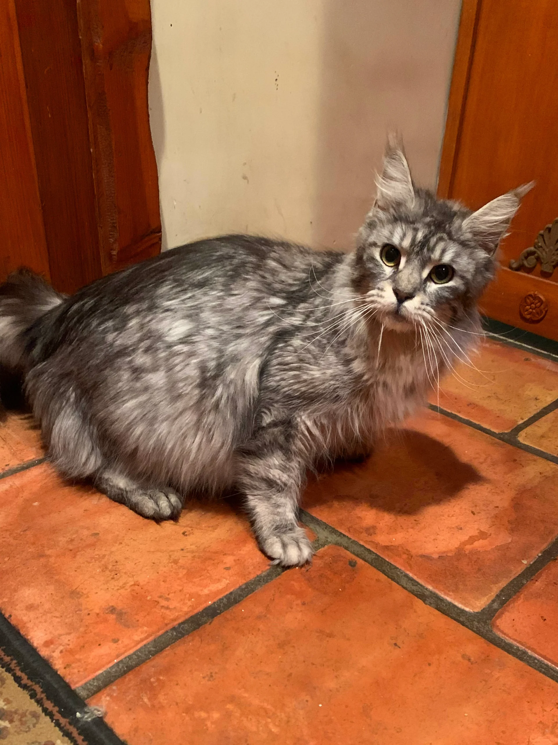 Belka Adult Silver Spotted Female Maine Coon Cat