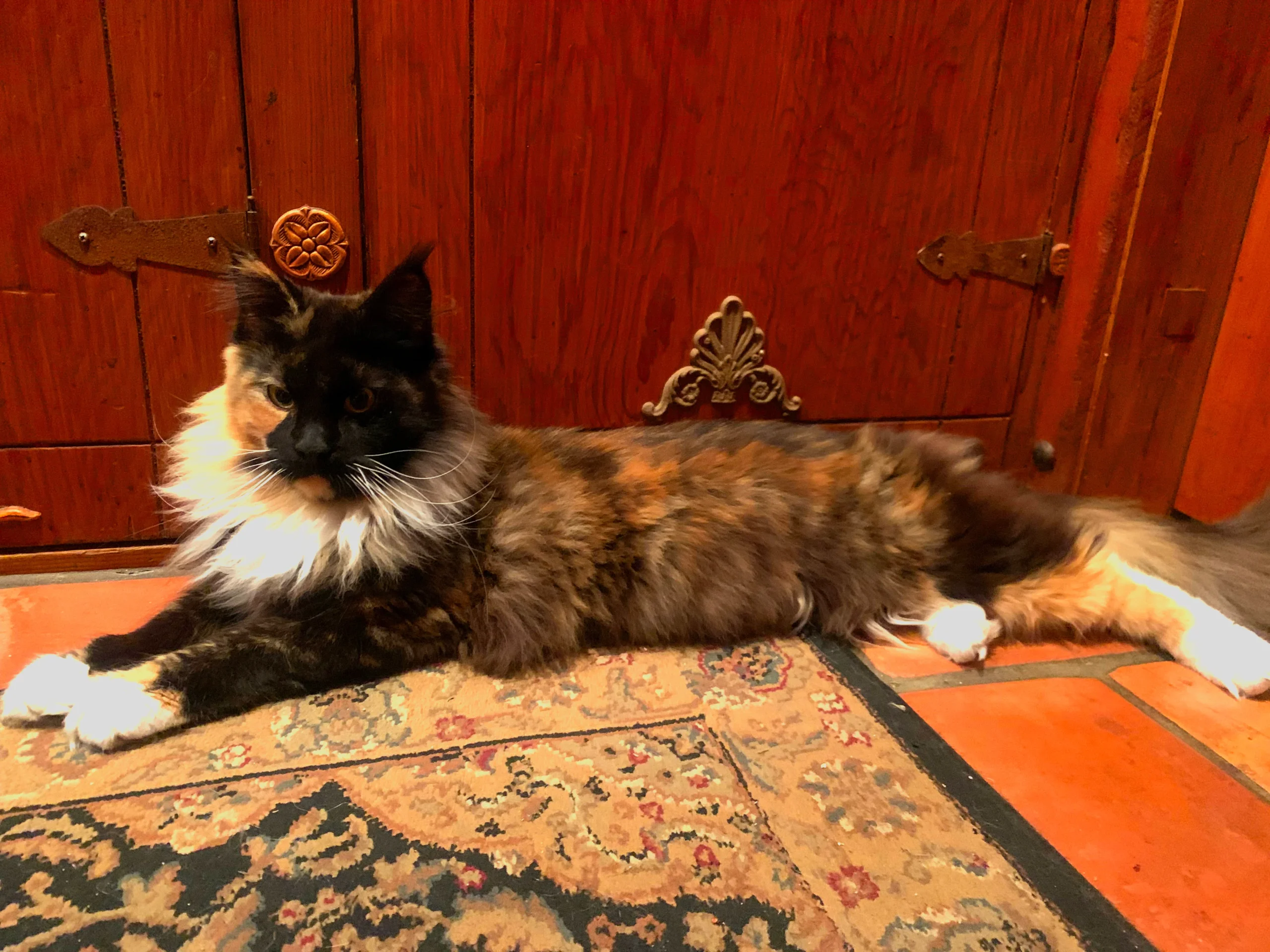 Breana Adult Calico Female Maine Coon Cat
