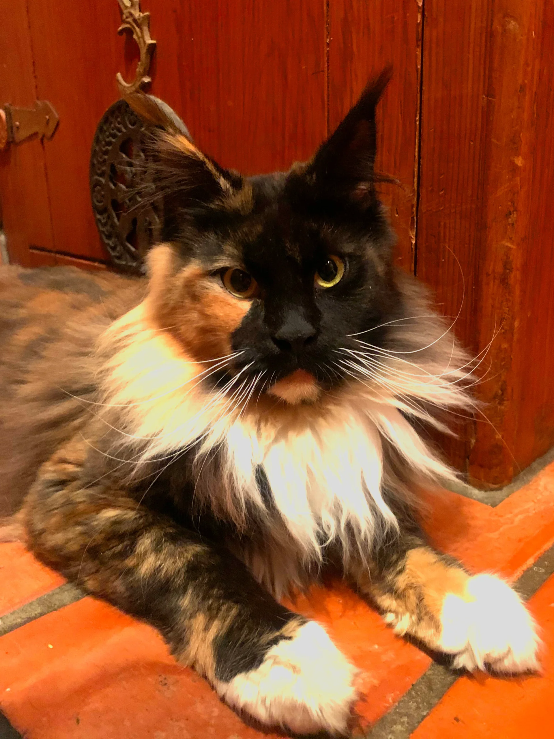 Breana Adult Calico Female Maine Coon Cat