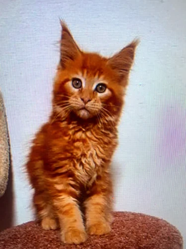 Britney (Baby Photo) Adult Female Red Maine Coon Cat
