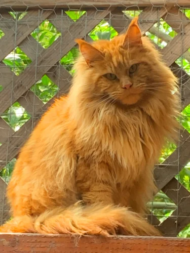 Britney Adult Female Red Maine Coon Cat
