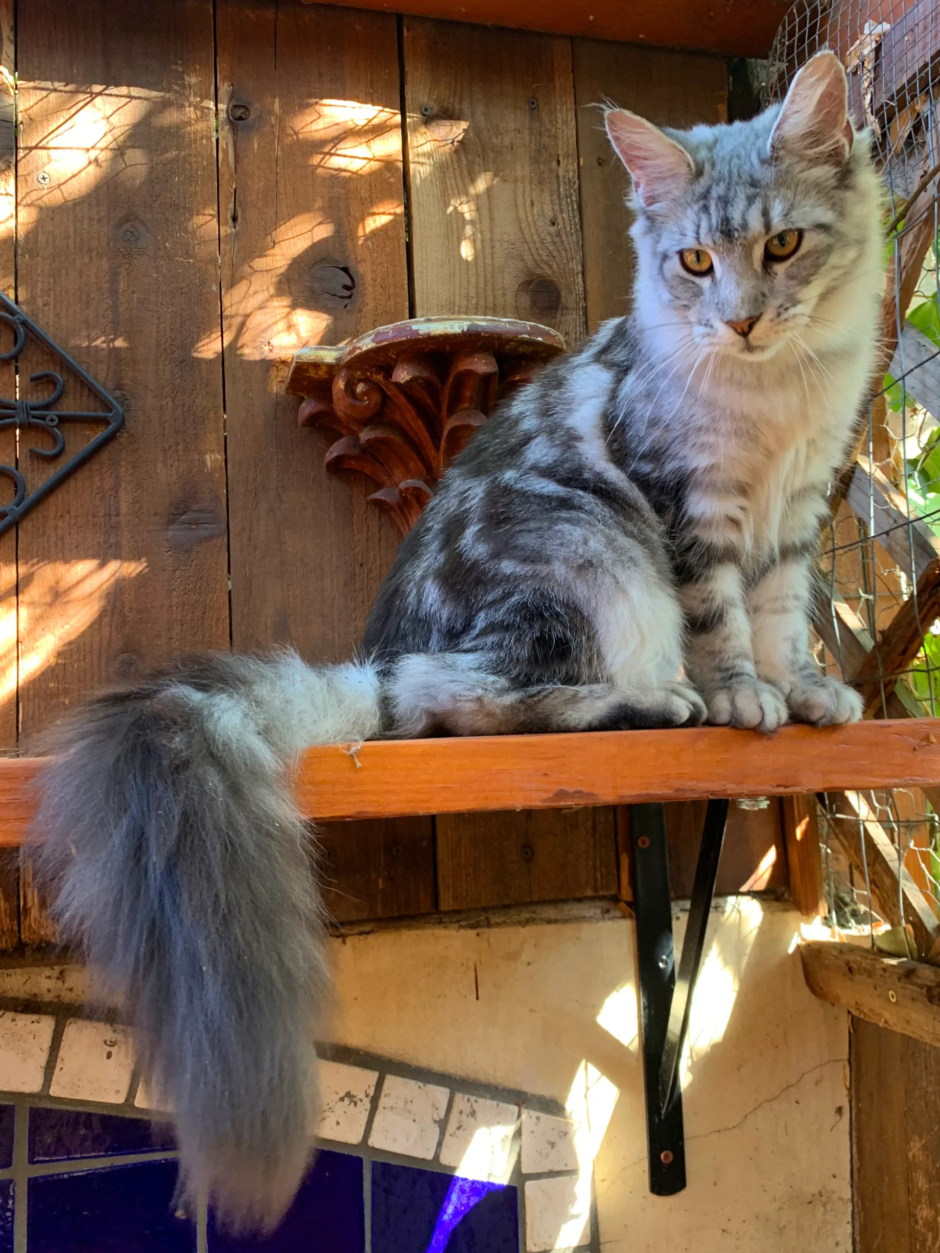 Celeste Adult Silver/Marble Female Maine Coon Cat