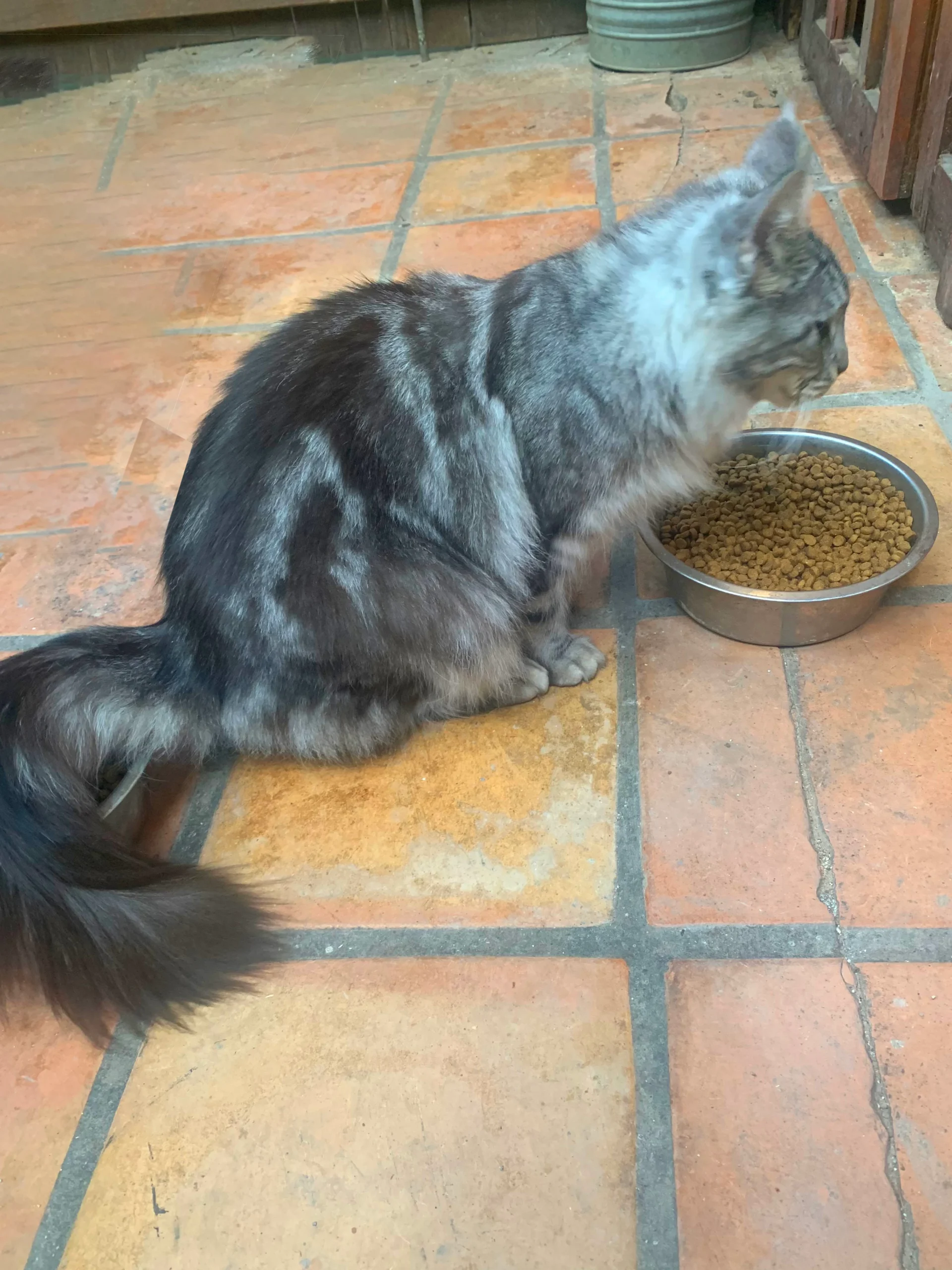 Celeste Adult Silver/Marble Female Maine Coon Cat