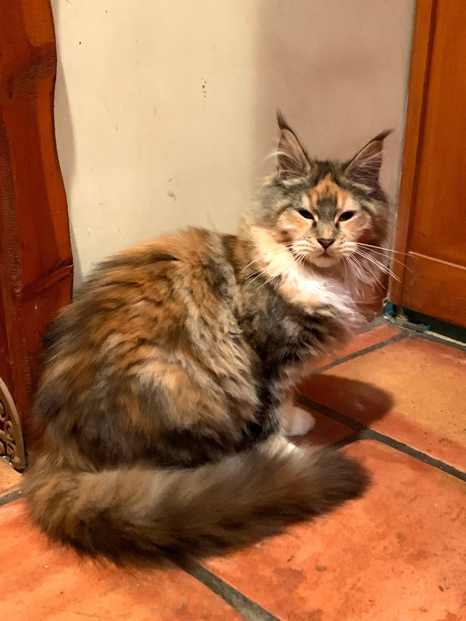 Nadiah Adult Calico / Tortie Female Maine Coon Cat