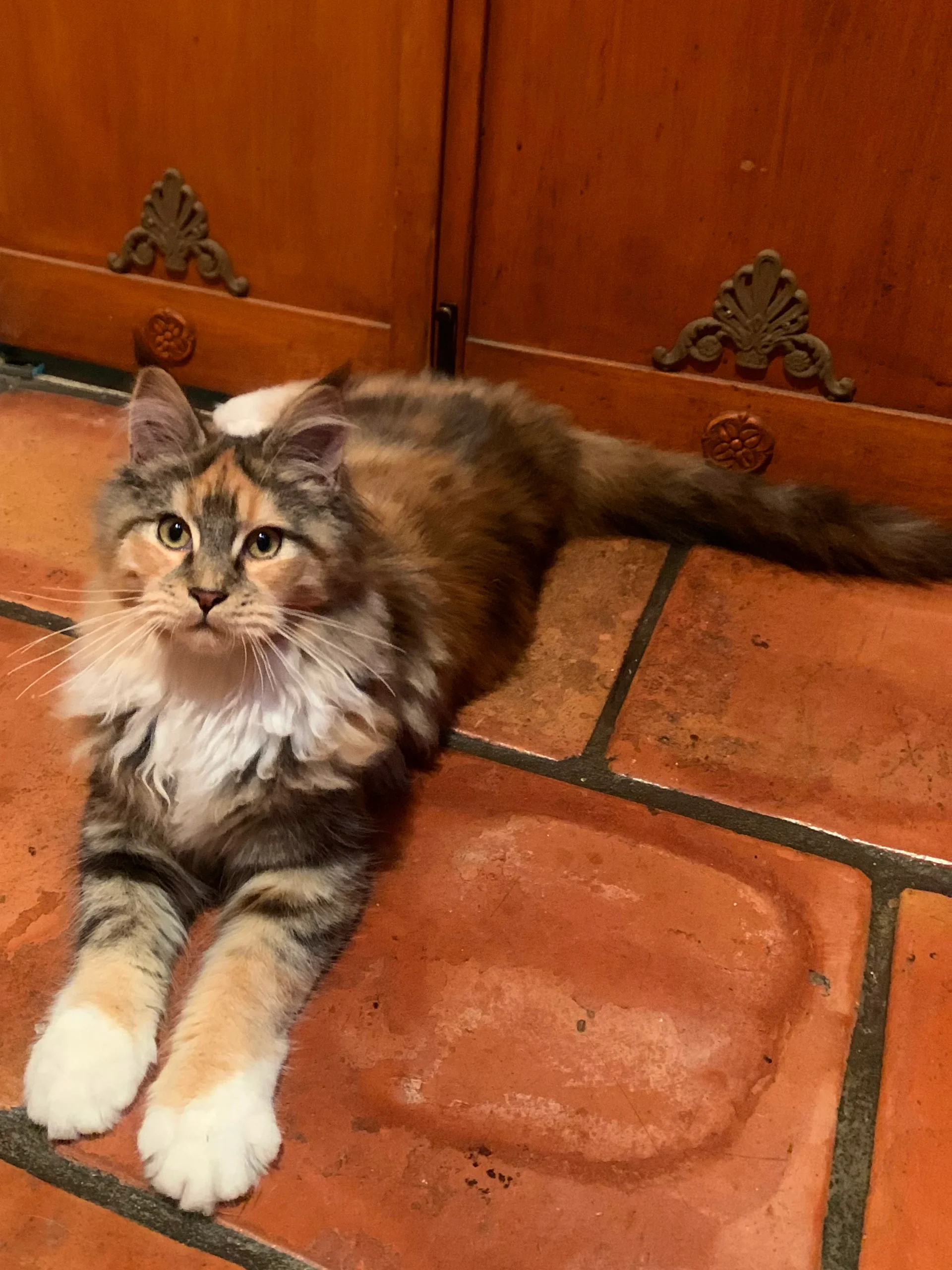 Nadiah Adult Calico / Tortie Female Maine Coon Cat
