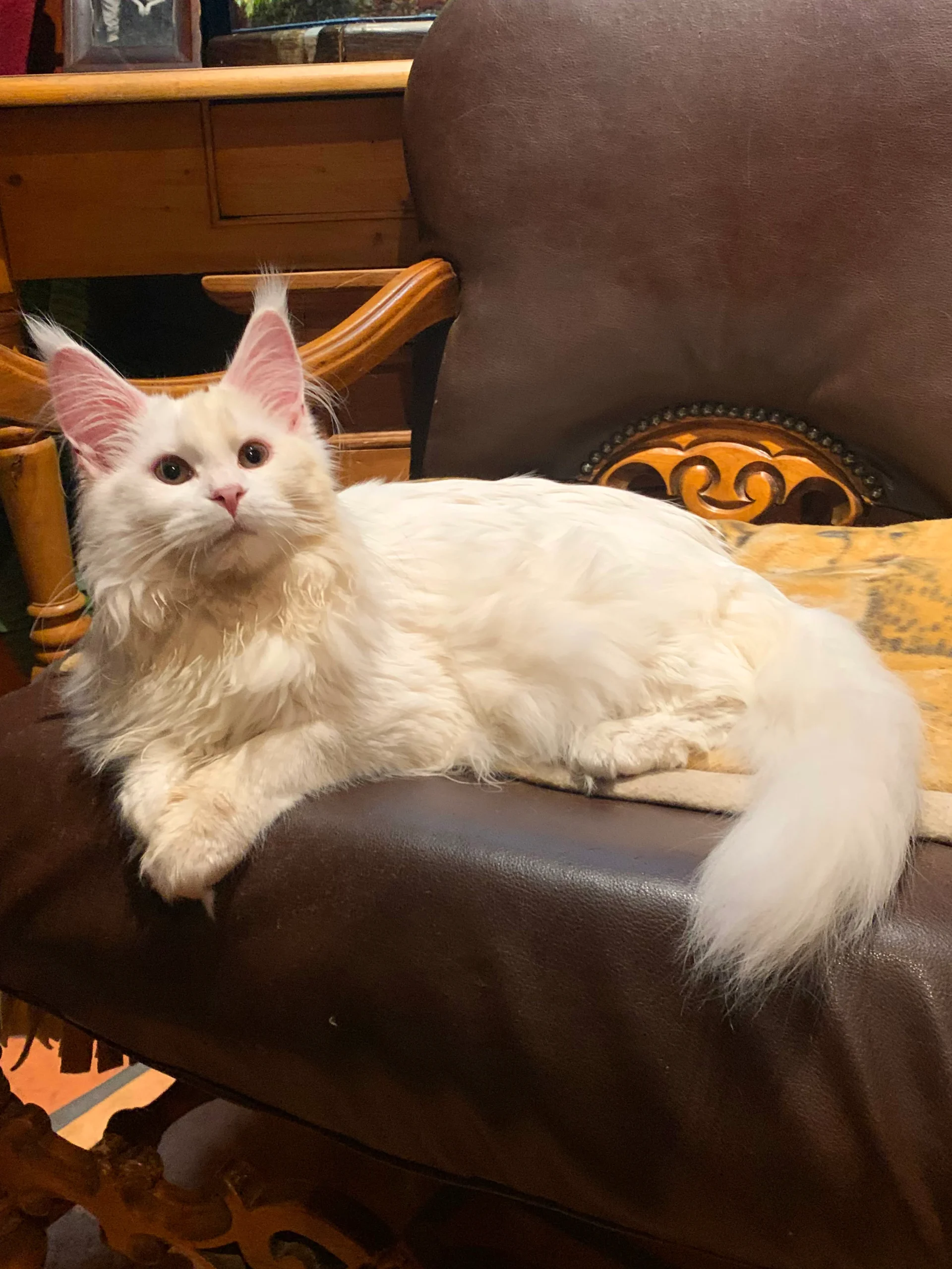 Stormy Adult White + Yellow Eyes Female Maine Coon Cat