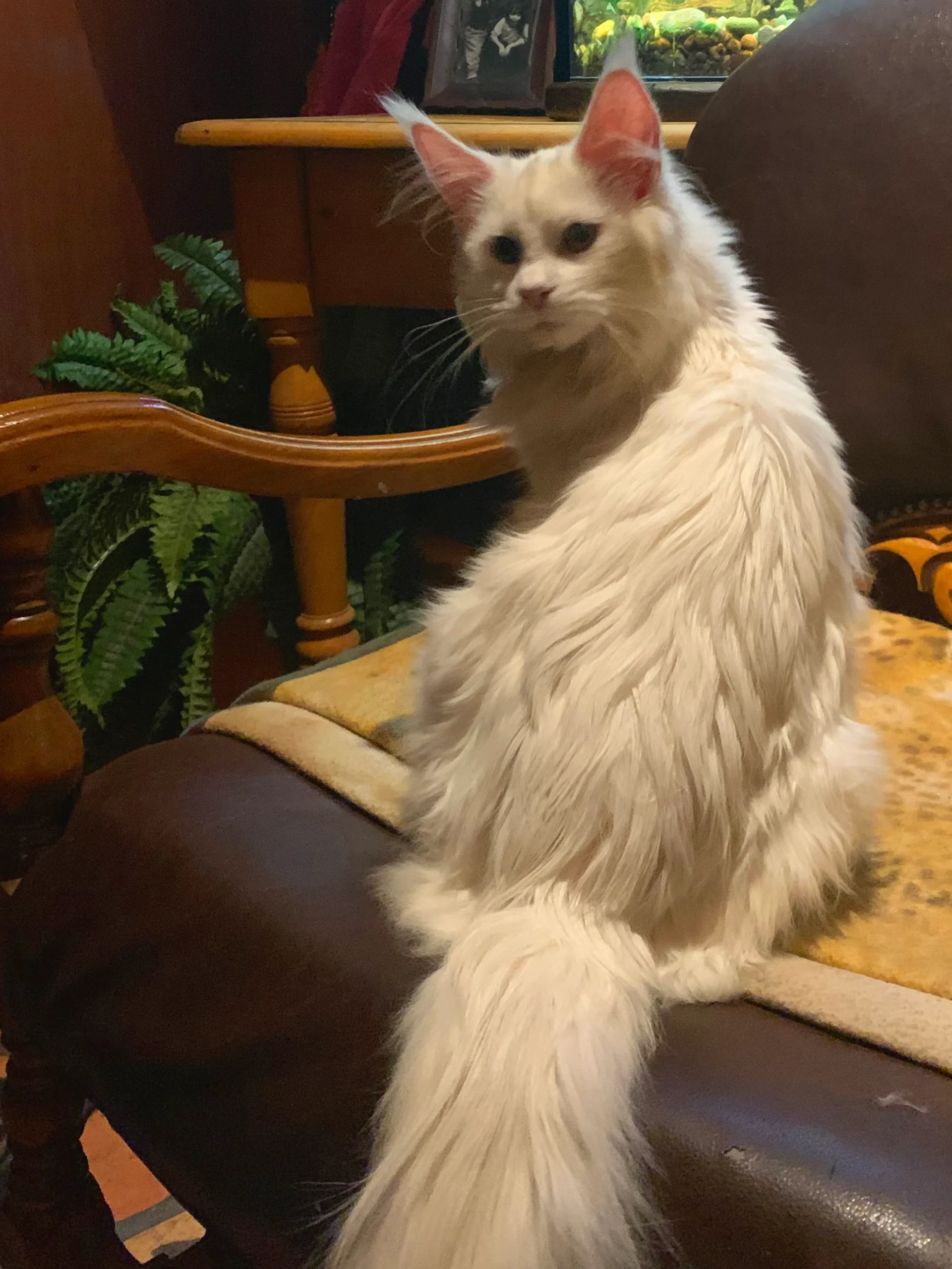 Stormy Adult White + Yellow Eyes Female Maine Coon Cat